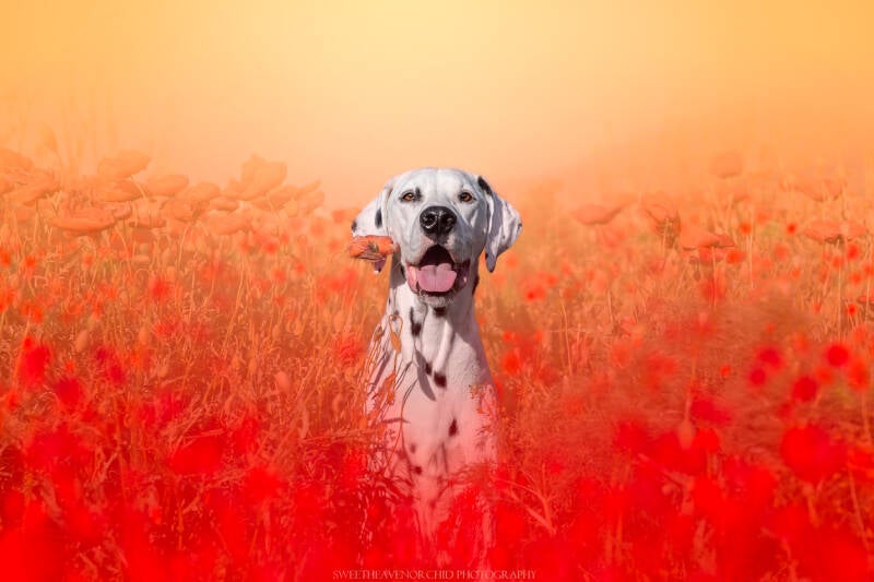 Animaux de compagnie Photographe animalière Valais chiens 