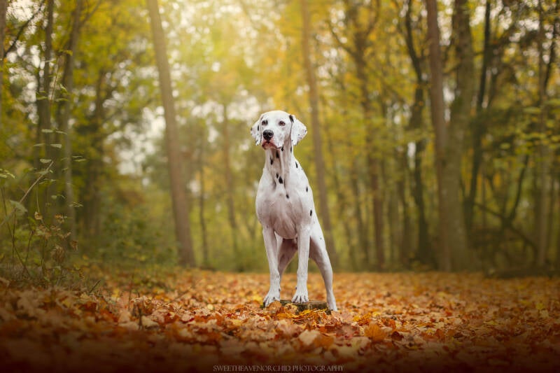 Animaux de compagnie Photographe animalière Valais chiens 