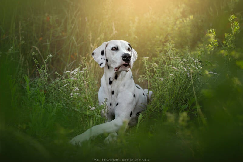 Animaux de compagnie Photographe animalière Valais chiens 