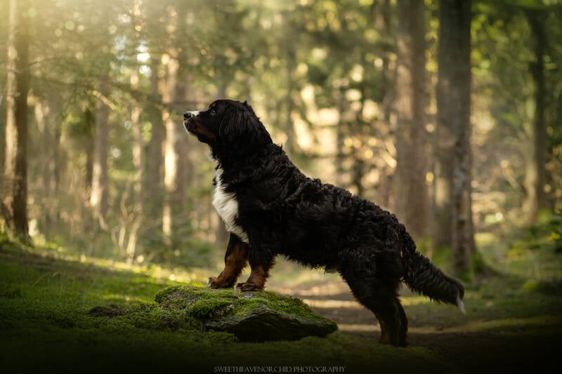 Animaux de compagnie Photographe animalière Valais chiens 
