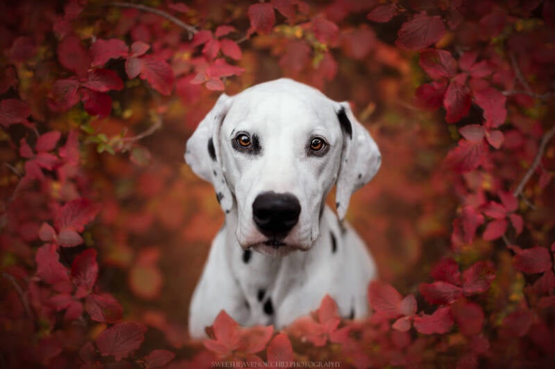 Animaux de compagnie Photographe animalière Valais chiens 