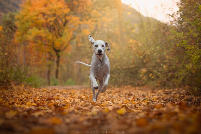 Animaux de compagnie Photographe animalière Valais chiens 