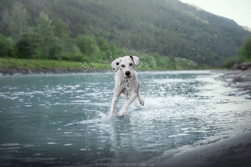 Animaux de compagnie Photographe animalière Valais chiens 