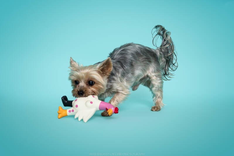 Animaux de compagnie Photographe animalière Valais chiens 