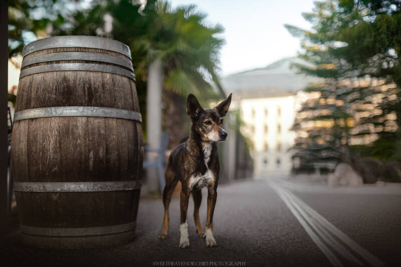 Animaux de compagnie Photographe animalière Valais chiens 