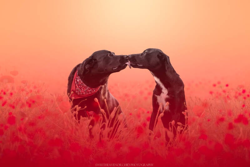 Animaux de compagnie Photographe animalière Valais chiens 