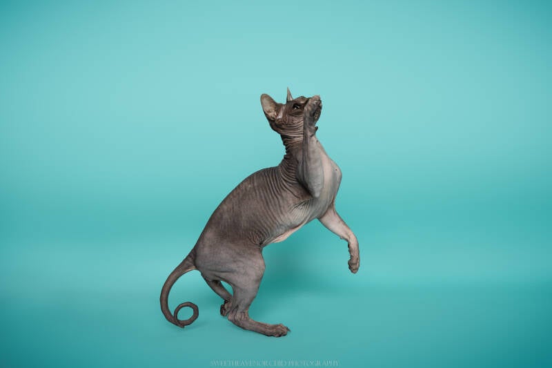 chat, sphynx valais, mais coon suisse, photographe chat valais, photographe animalie suisse valais,