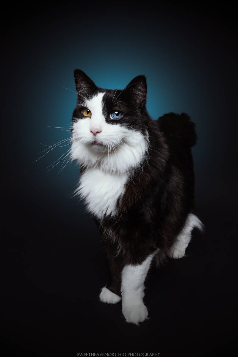 chat européen, chat noir etblanc, chat yeux verrons, suisse, chat tigré valais, photographe chat suisse, photographe félin suisse, photographe chat valais