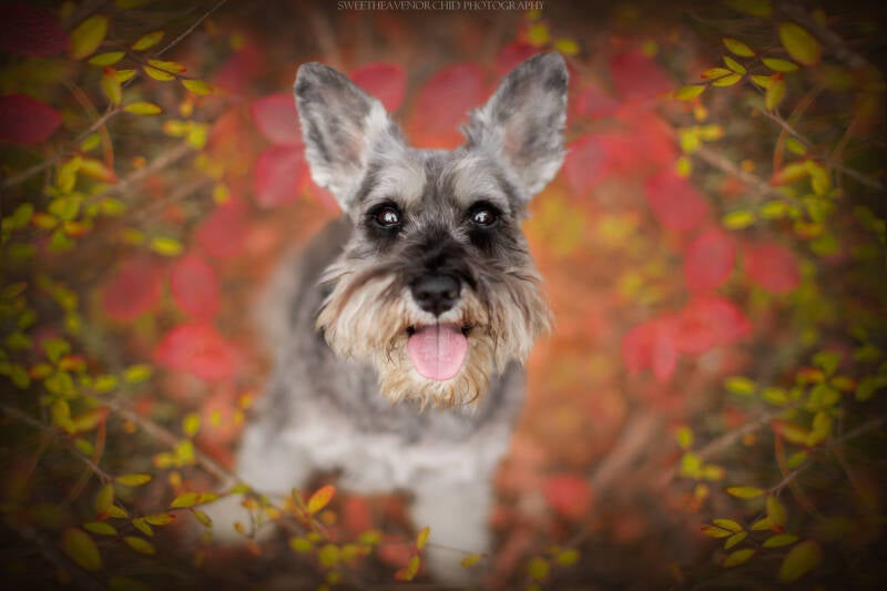 Animaux de compagnie Photographe animalière Valais chiens 