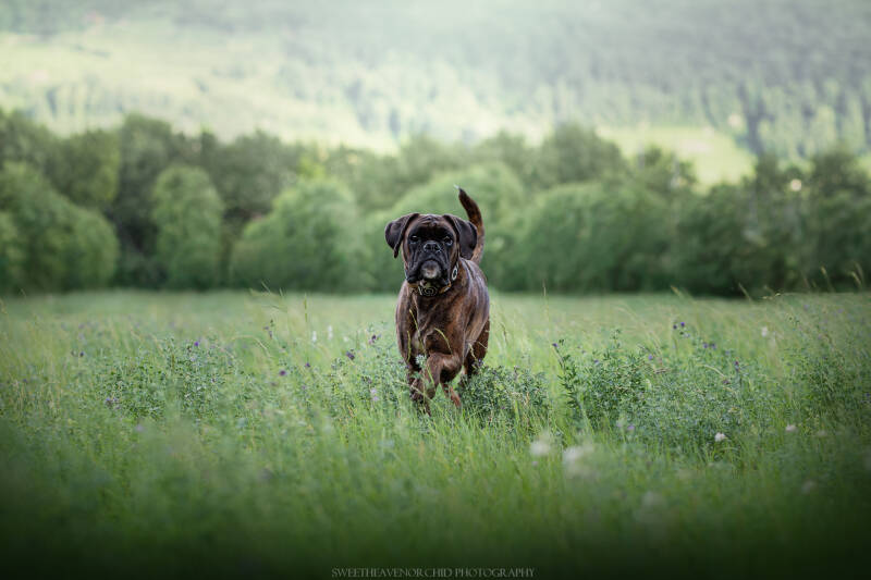 Animaux de compagnie Photographe animalière Valais chiens 