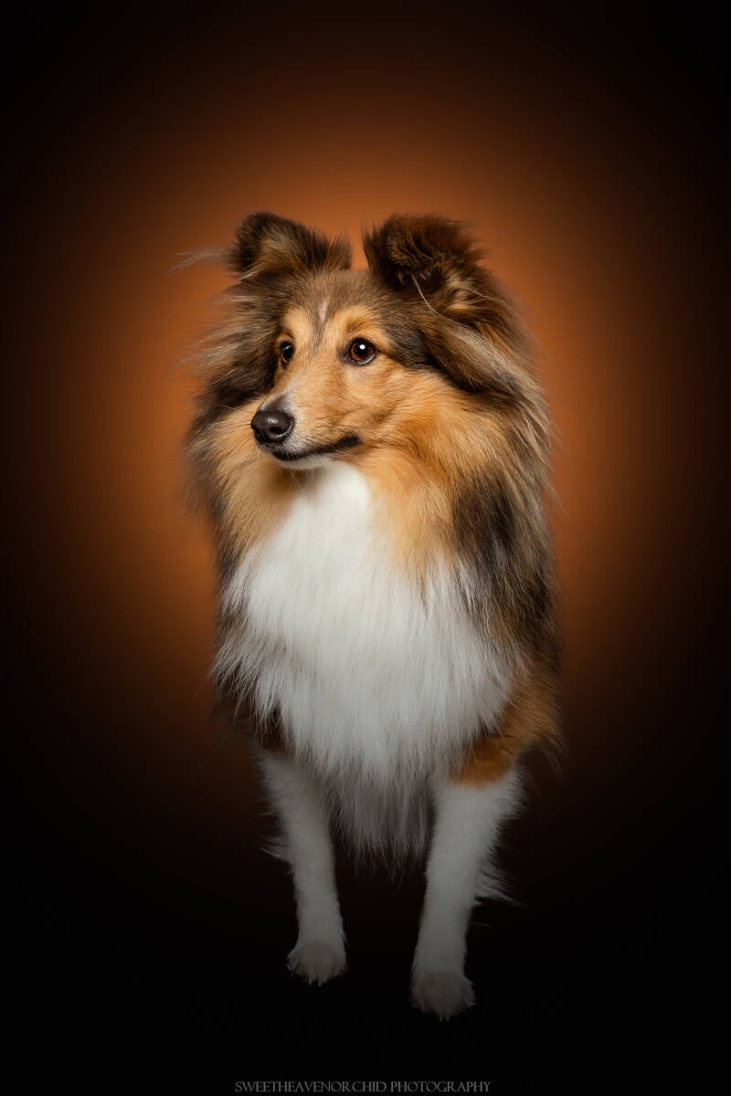 Animaux de compagnie Photographe animalière Valais chiens 