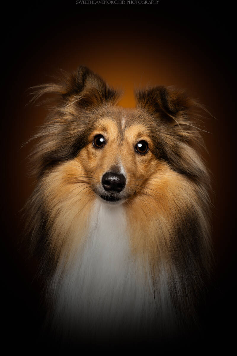 Animaux de compagnie Photographe animalière Valais chiens 