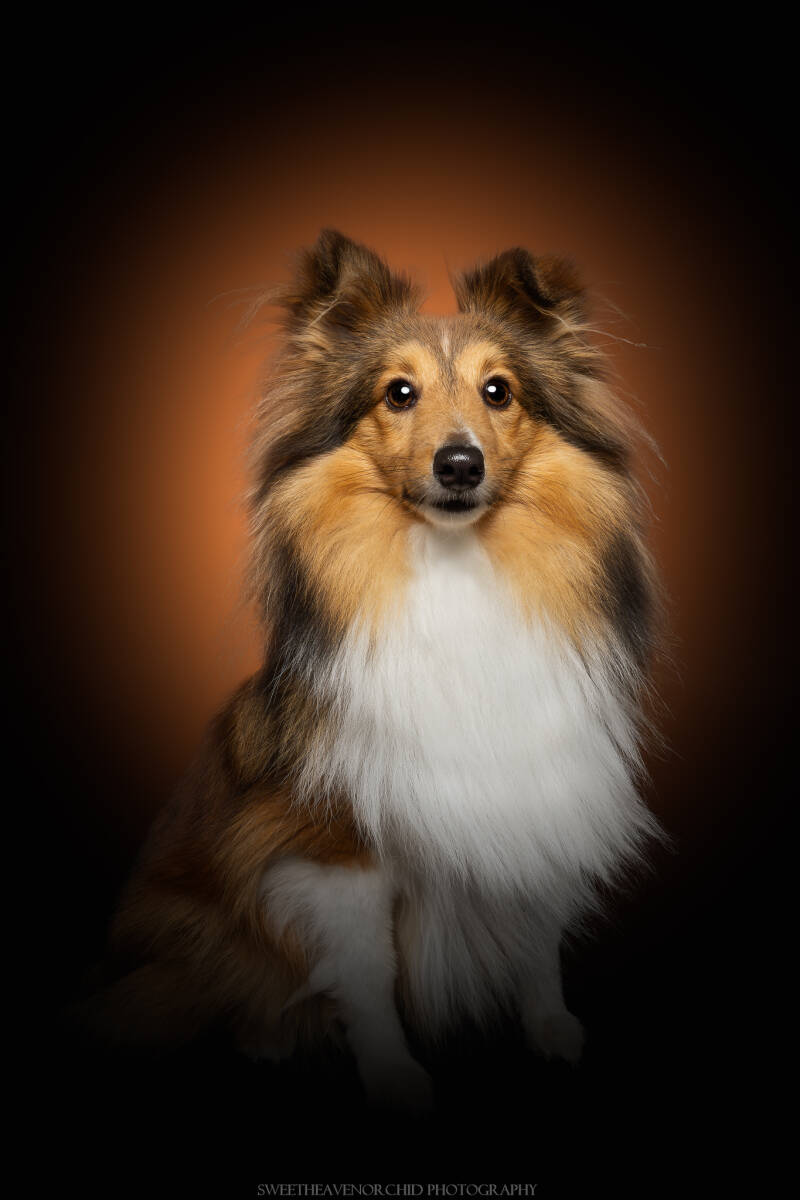 Animaux de compagnie Photographe animalière Valais chiens 