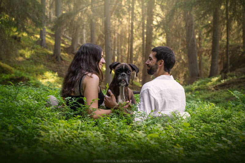 Animaux de compagnie Photographe animalière Valais chiens 