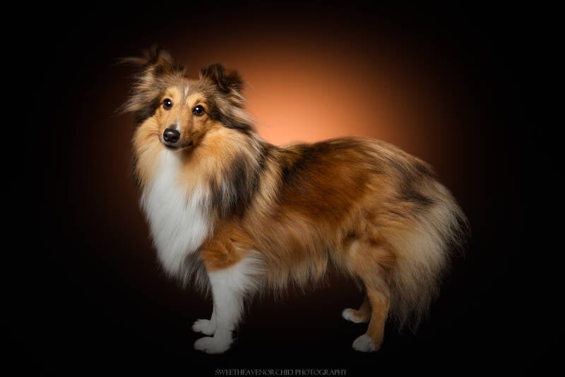 Animaux de compagnie Photographe animalière Valais chiens 