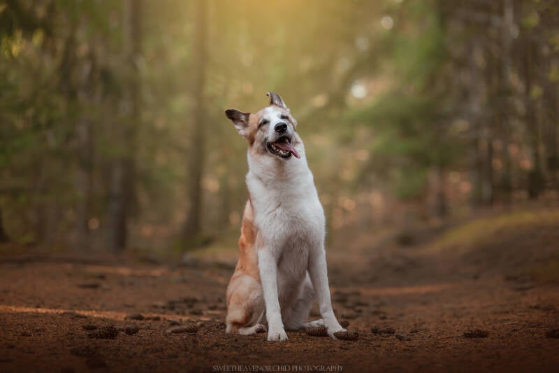 Animaux de compagnie Photographe animalière Valais chiens 