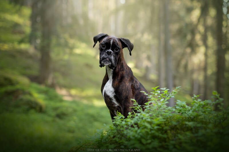 Animaux de compagnie Photographe animalière Valais chiens 