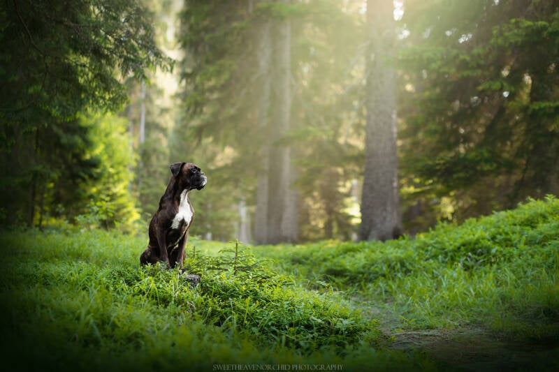 Animaux de compagnie Photographe animalière Valais chiens 