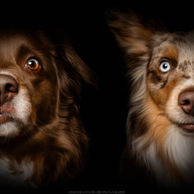 photographe valais iris animaux, photographe chien valais, photographie animalière formation en ligne photoshop et lightroom, iris yeux berger australiens