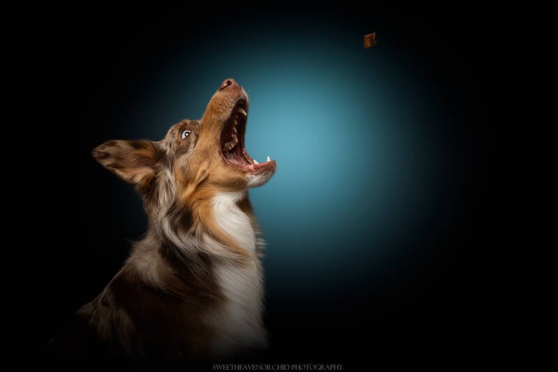 Animaux de compagnie Photographe animalière Valais chiens 