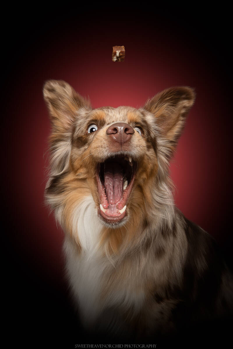 Animaux de compagnie Photographe animalière Valais chiens 