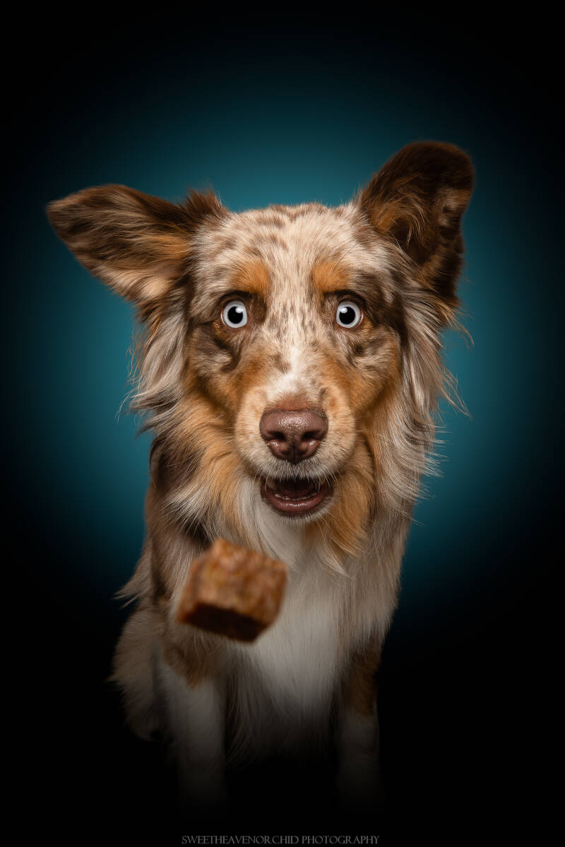 Animaux de compagnie Photographe animalière Valais chiens 