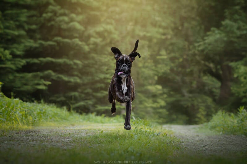 Animaux de compagnie Photographe animalière Valais chiens 
