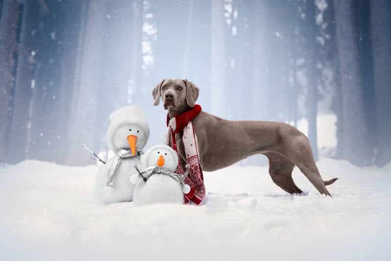 Animaux de compagnie Photographe animalière Valais chiens 