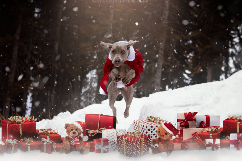 Animaux de compagnie Photographe animalière Valais chiens 