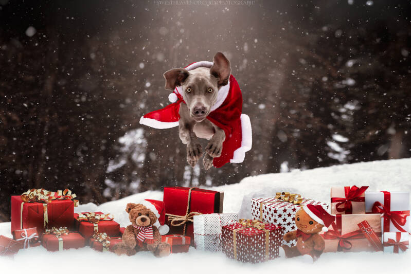 Animaux de compagnie Photographe animalière Valais chiens 