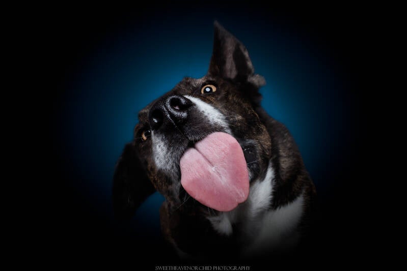 photographe canin valais, photographe canin suisse, photographe suisse, photographe valais, Chowchow, chowchow valais, chowchow france, chowchow suisse, formation photo, formation photo suisse, pissevache, cascade suisse, cascade pissevache, workshop audr