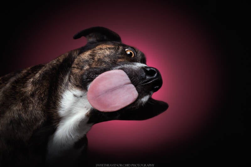 Photographe canin photographe chat photographe animalier suisse valaisAnimaux de compagnie Photographe animalière Valais chiens