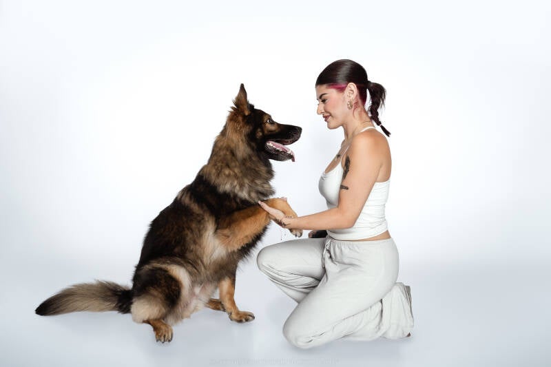 Animaux de compagnie Photographe animalière Valais chiens 