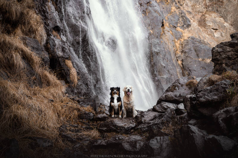 Animaux de compagnie Photographe animalière Valais chiens 