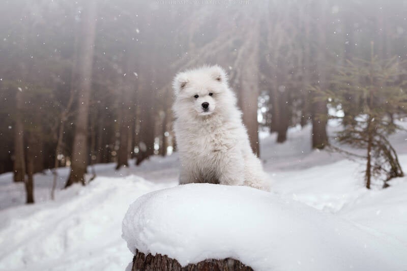 Animaux de compagnie Photographe animalière Valais chiens 