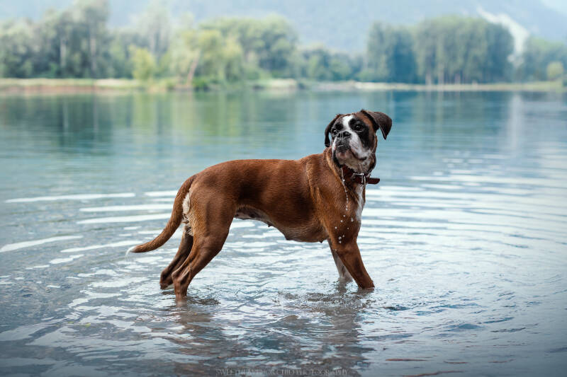 Animaux de compagnie Photographe animalière Valais chiens 