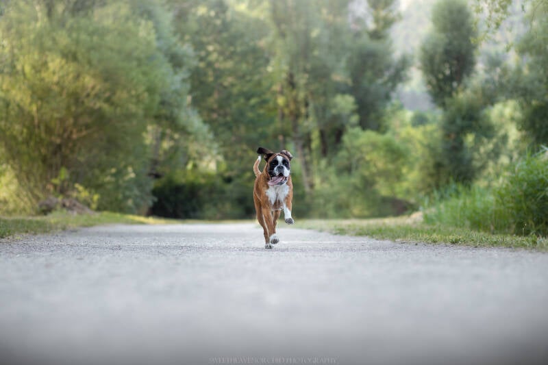 Animaux de compagnie Photographe animalière Valais chiens 
