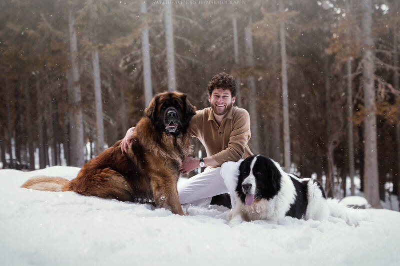 Animaux de compagnie Photographe animalière Valais chiens 