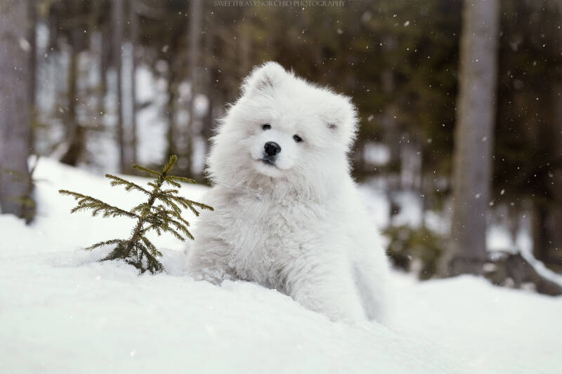 Animaux de compagnie Photographe animalière Valais chiens 