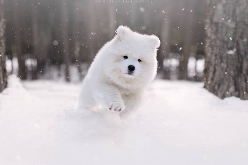 Animaux de compagnie Photographe animalière Valais chiens 