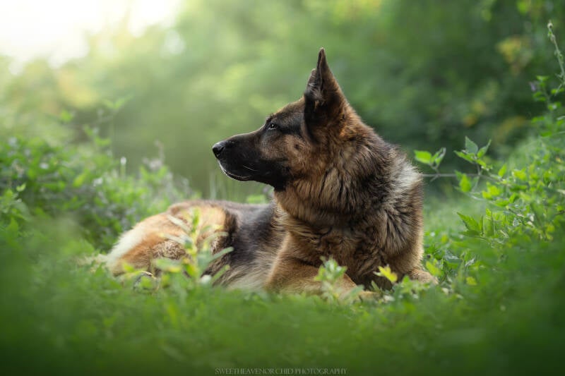 Animaux de compagnie Photographe animalière Valais chiens 
