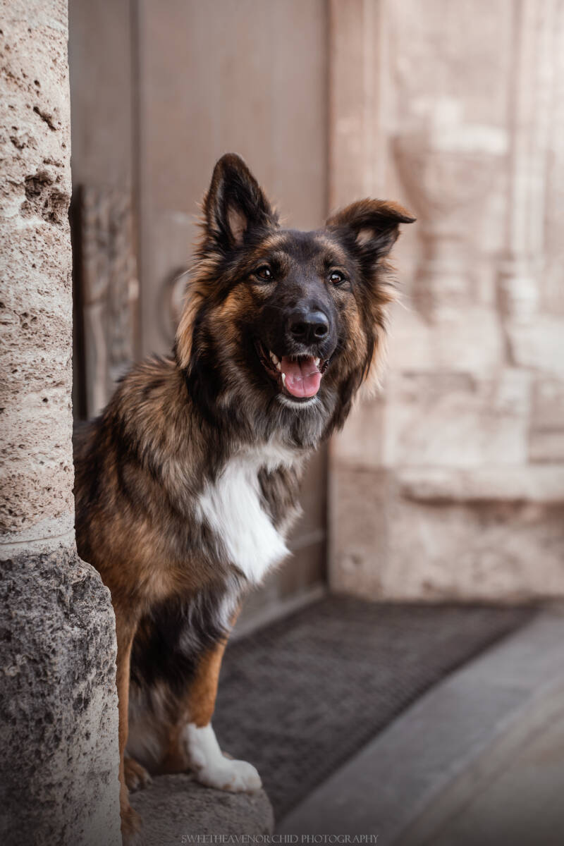 Animaux de compagnie Photographe animalière Valais chiens 