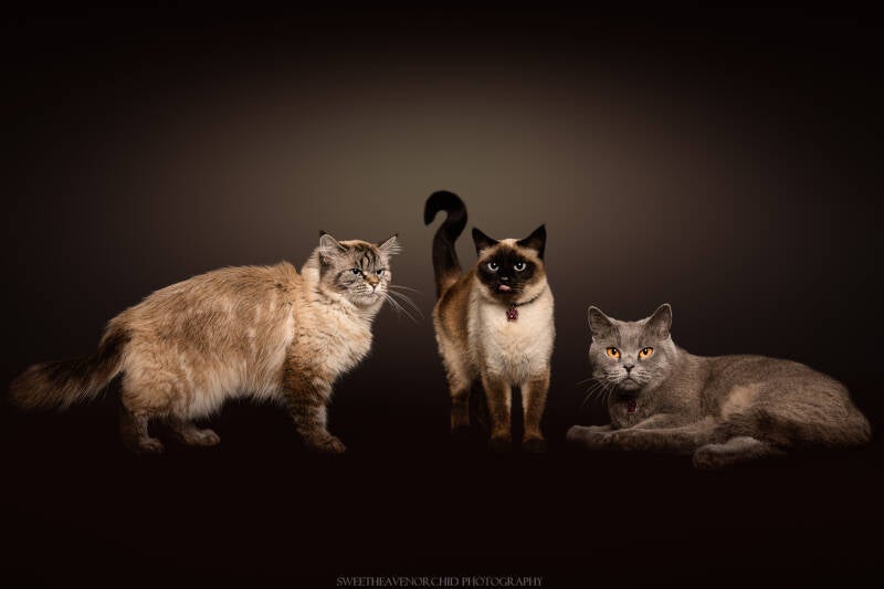 chat, main coon valais, mais coon suisse, photographe chat valais, photographe animalie suisse valais,