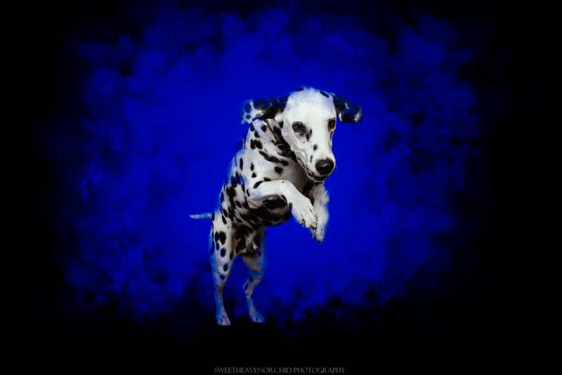 Animaux de compagnie Photographe animalière Valais chiens 