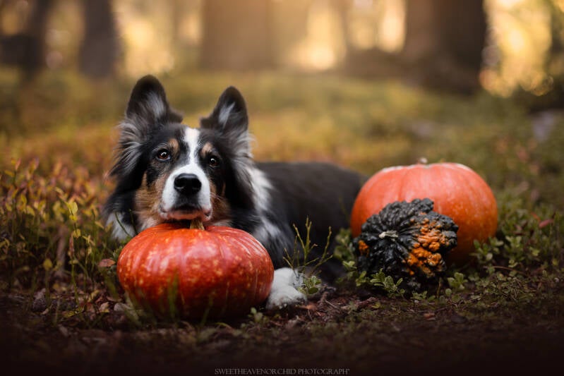 Animaux de compagnie Photographe animalière Valais chiens 
