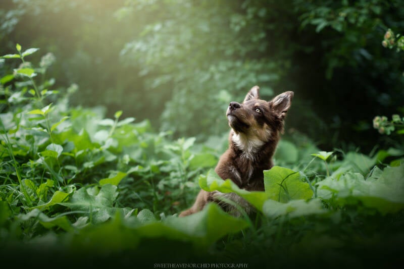 Animaux de compagnie Photographe animalière Valais chiens 