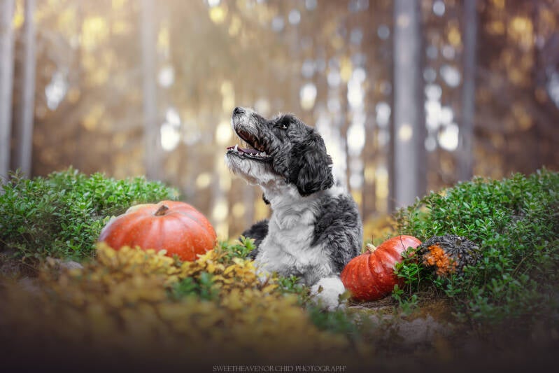 Animaux de compagnie Photographe animalière Valais chiens 