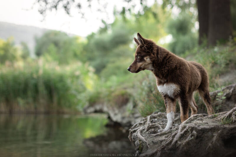 Animaux de compagnie Photographe animalière Valais chiens 