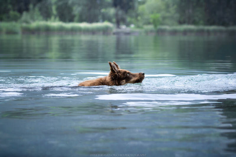 Animaux de compagnie Photographe animalière Valais chiens 