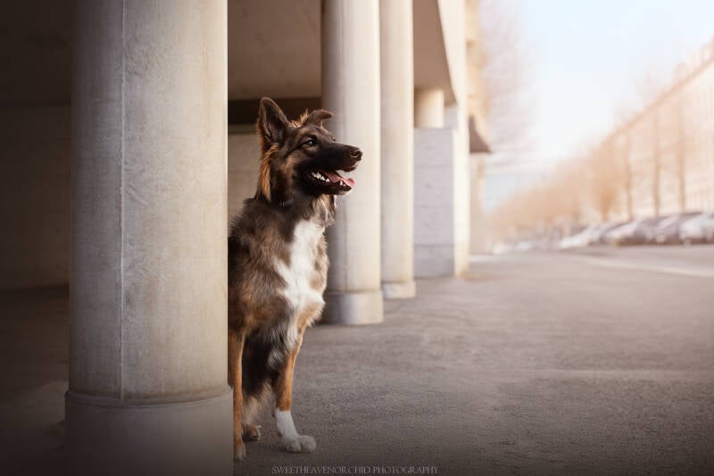 Animaux de compagnie Photographe animalière Valais chiens 